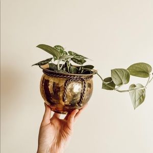 Brass plant pot